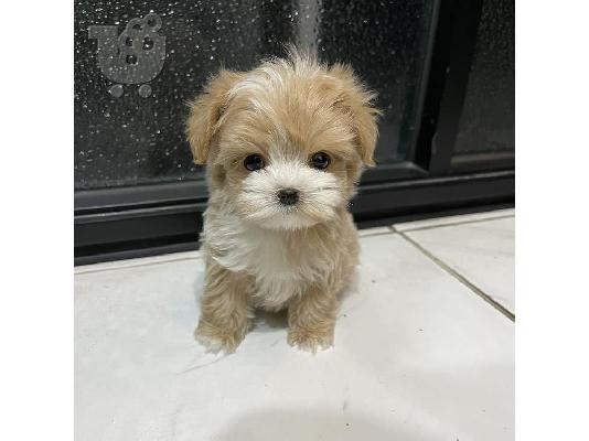 PoulaTo: Yorkie Puppies Available